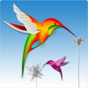 Colibri