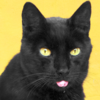 Cat Effects